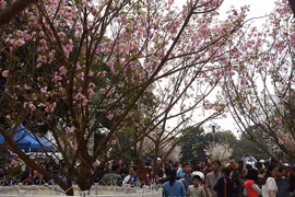 Fête des cerisiers en fleurs au bord du lac Hoàn Kiêm