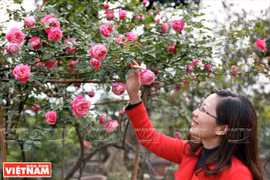 Les roses anciennes, une nouvelle voie pour s’enrichir