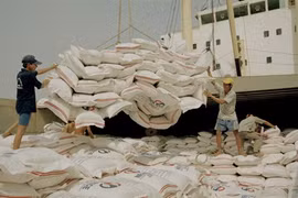 Prévisions : plus de 5 millions de tonnes de riz seront exportées en cette année