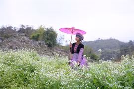 Les fleurs «oubliées» font leur retour