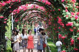 Bientôt la Fête des roses de la Bulgarie à Hanoï