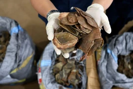 Malaisie : saisie du plus grand volume d’écailles de pangolins jusqu’à présent