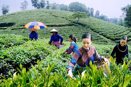 Le Festival du thé de Dai Tu à Thai Nguyên
