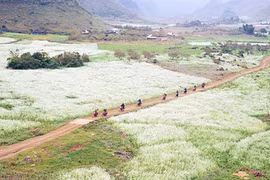Môc Châu en saison des fleurs