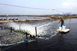 Quang Ninh : l'économie du district de Hoành Bô en pleine mutation