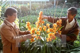 Da Lat décide de fonder un centre de commerce des fleurs