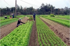 Dà Nang: Planification de sept zones agricoles high-tech
