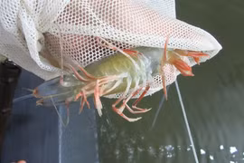 Aquaculture : Plus de 100 milliards de dôngs pour contrôler les épidémies