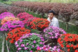 Le village horticole de Sa Dec à l'approche du Têt