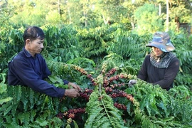 Lam Dong célèbre la première Journée du café du Vietnam