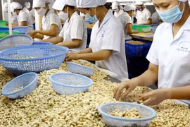 La filière de la noix de cajou vise 3,3 milliards de dollars d’exportation