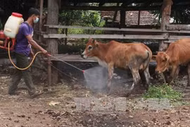 Le Vietnam va produire des vaccins contre la fièvre aphteuse l'année prochaine