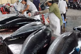 Les Etats-Unis augmentent leurs importations de thon vietnamien