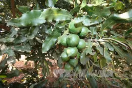 Quang Tri cherche à développer la culture du macadamia