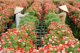 L’exode des fleurs de Hanoï