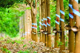 Les entreprises vietnamiennes élargissent leurs activités au Cambodge