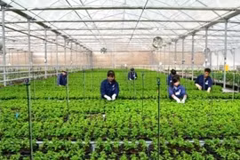 Le plan d’aménagement général de la zone agricole de haute technologie de Phu Yên ratifié