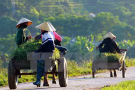 L’IFAD évalue la mise en œuvre du projet ADM à Tra Vinh