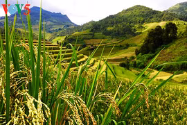 La splendeur des rizières en terrasse de Mù Cang Chai
