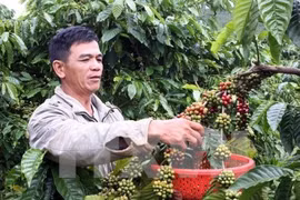 Le Vietnam élu au Comité exécutif de l’Association du café d’Asie