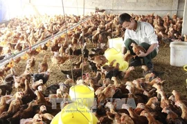 Bon bilan du programme d’aides onusiennes à l’instauration de la Nouvelle ruralité