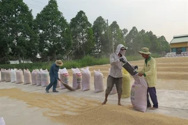 Plus de 4,5 millions de tonnes de riz exportées en neuf mois