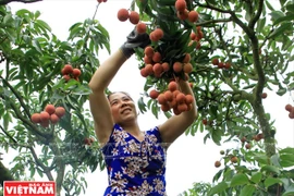 La saison des litchis Thieu fait l’ampleur à Luc Ngan