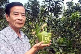 À l’approche du Têt: Des fruits «stylisés» 