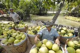 1er trimestre : les exportations vietnamiennes de fruits et légumes sur leur lancée