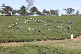 Formation professionnelle pour 1,4 million de travailleurs ruraux