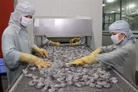 L’exportation de crevettes vietnamiennes en UE enregistre une croissance de 7,5% en 2016 
