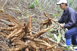 Une année morose pour la filière vietnamienne du manioc