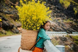 Plongée dans la "saison des fleurs sur la pierre" à Hà Giang