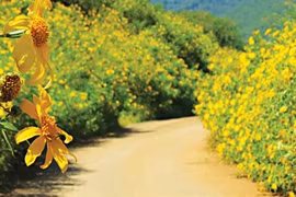 Les tournesols mexicains embellissent le Parc national de Ba Vi