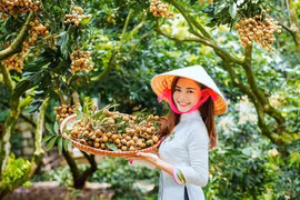 Le premier lot de longanes vietnamiens frais arrive en Australie