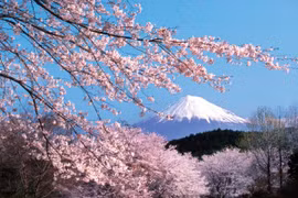 La fête des fleurs de cerisier Japon – Hanoï 2019 prévue fin mars