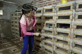 Vinh Phuc : à la découverte du village des serpents de Vinh Son
