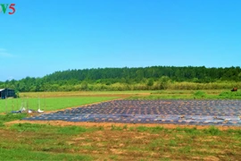 Soc Trang plante des forêts littorales pour mieux s’adapter au changement climatique