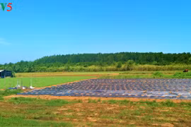Soc Trang plante des forêts littorales pour mieux s’adapter au changement climatique