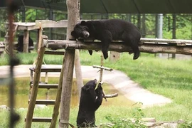 Au bonheur des ours au pied du massif de Tam Dao