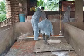 Assistance internationale à la lutte contre la peste porcine africaine au Vietnam