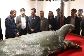La tortue géante de Hoàn Kiêm ressuscite sous un nouveau jour
