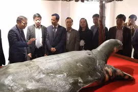 La tortue géante de Hoàn Kiêm ressuscite sous un nouveau jour
