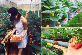 Agrotourisme en plein essor à Dà Lat