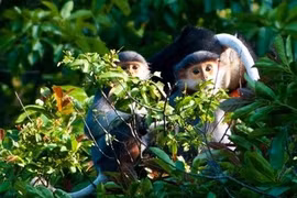 Le Parc national de Nui Chua développe l’écotourisme durable