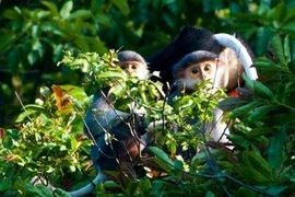 Le Parc national de Nui Chua développe l’écotourisme durable