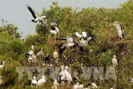 Parc national Tram Chim: Projet de gestion de la forêt humide