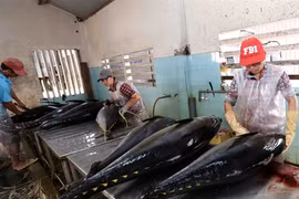 Rebond des exportations de thon en novembre