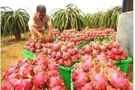 La Nouvelle-Zélande soutient le Vietnam dans les exportations de pitaya