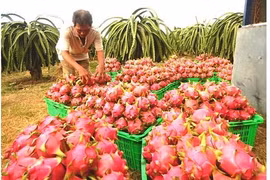 La Nouvelle-Zélande soutient le Vietnam dans les exportations de pitaya